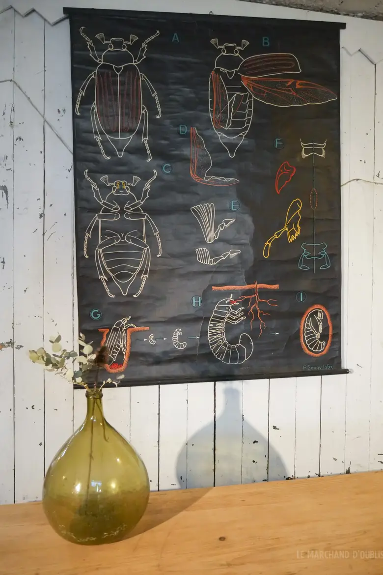 Ancienne affiche scolaire du Dr AUZOUX Années 50 Scarabée