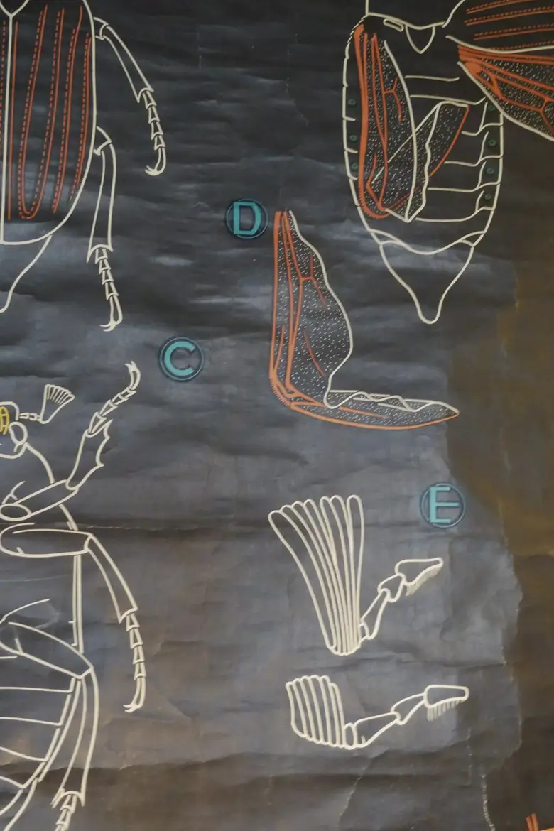 Ancienne affiche scolaire du Dr AUZOUX Années 50 Scarabée