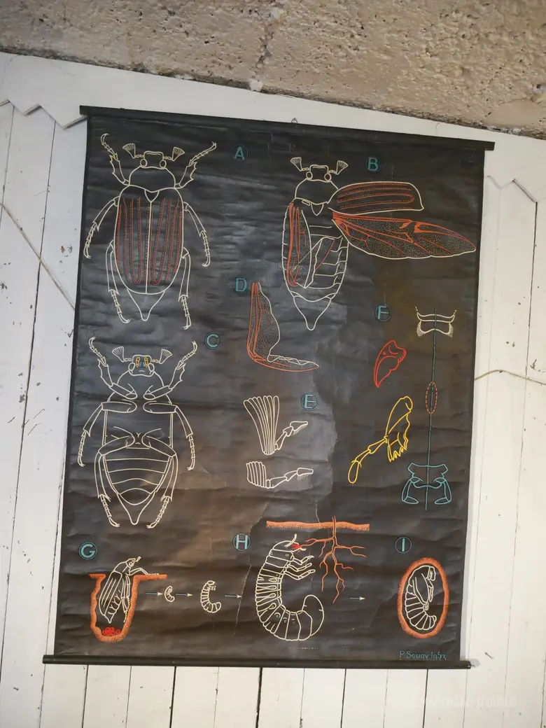 Ancienne affiche scolaire du Dr AUZOUX Années 50 Scarabée