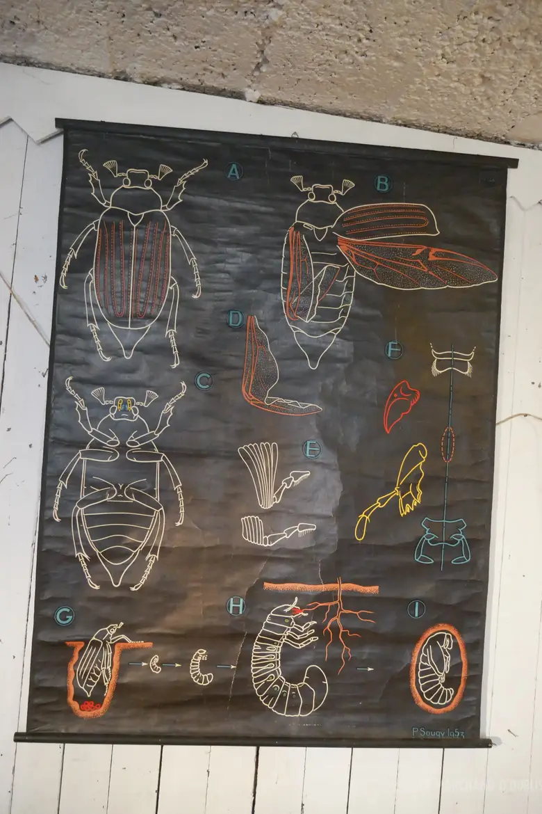 Ancienne affiche scolaire du Dr AUZOUX Années 50 Scarabée