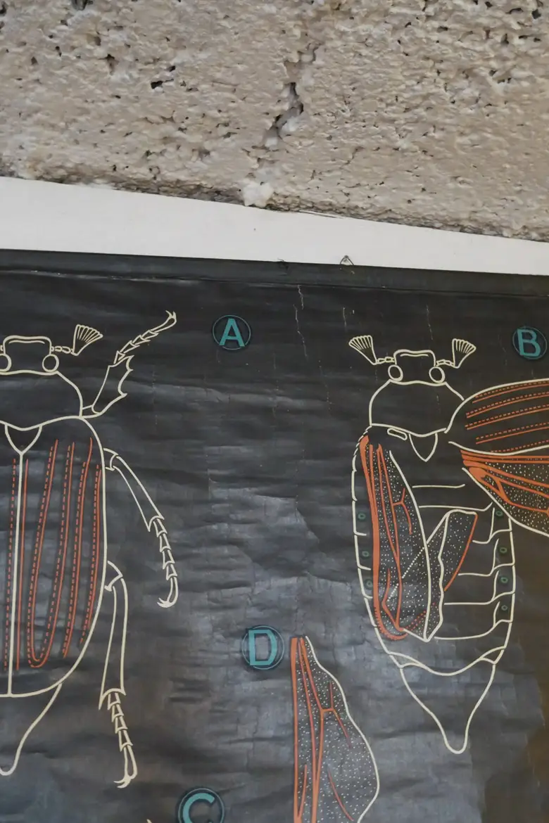 Ancienne affiche scolaire du Dr AUZOUX Années 50 Scarabée