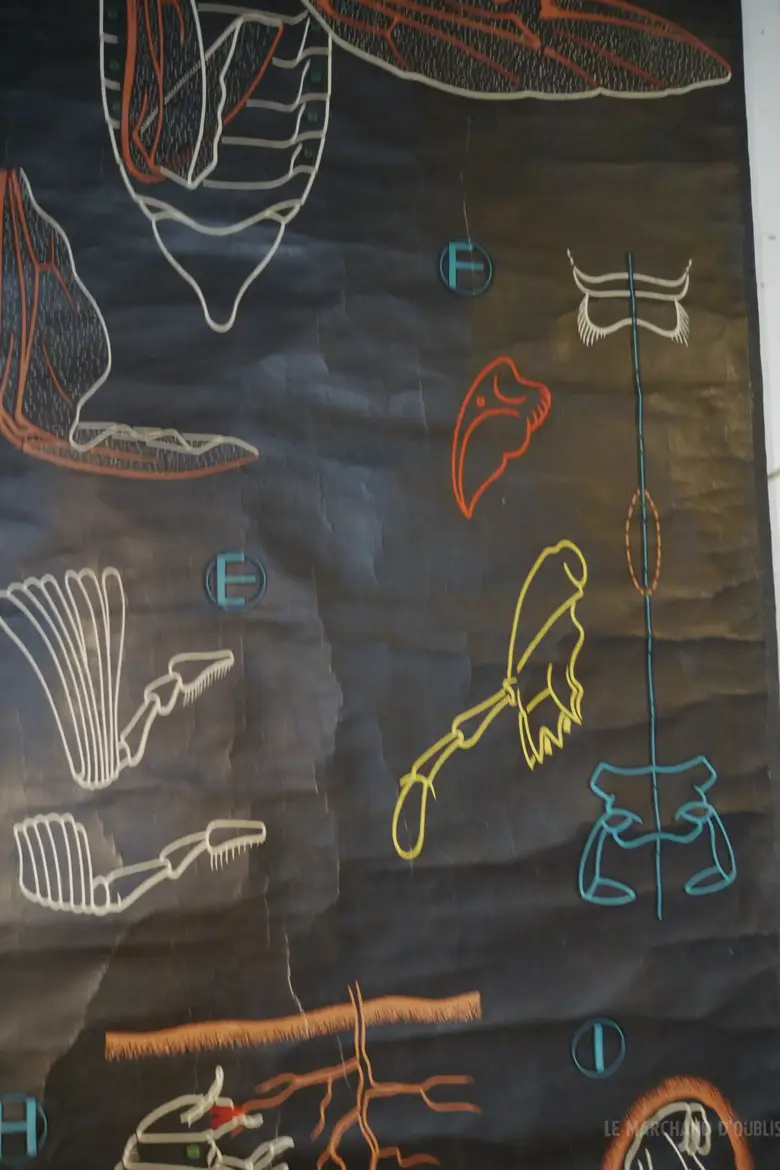 Ancienne affiche scolaire du Dr AUZOUX Années 50 Scarabée