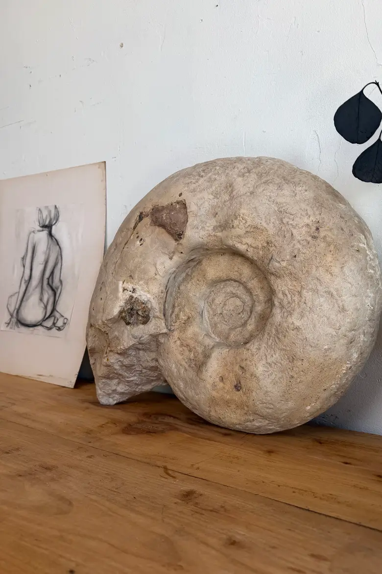 Grande ammonite fossilisée – Jurassique