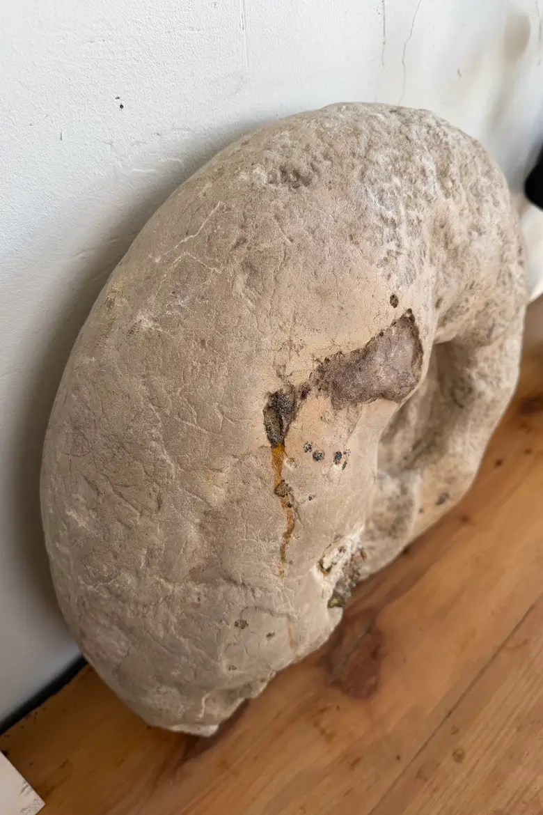 Grande ammonite fossilisée – Jurassique