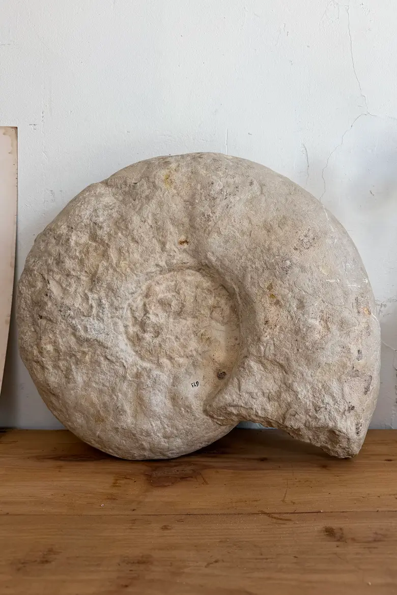 Grande ammonite fossilisée – Jurassique