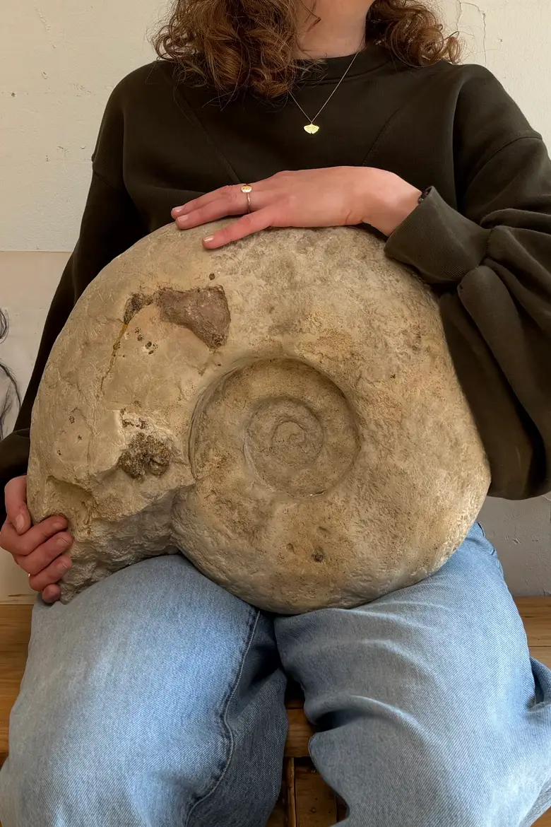 Grande ammonite fossilisée – Jurassique