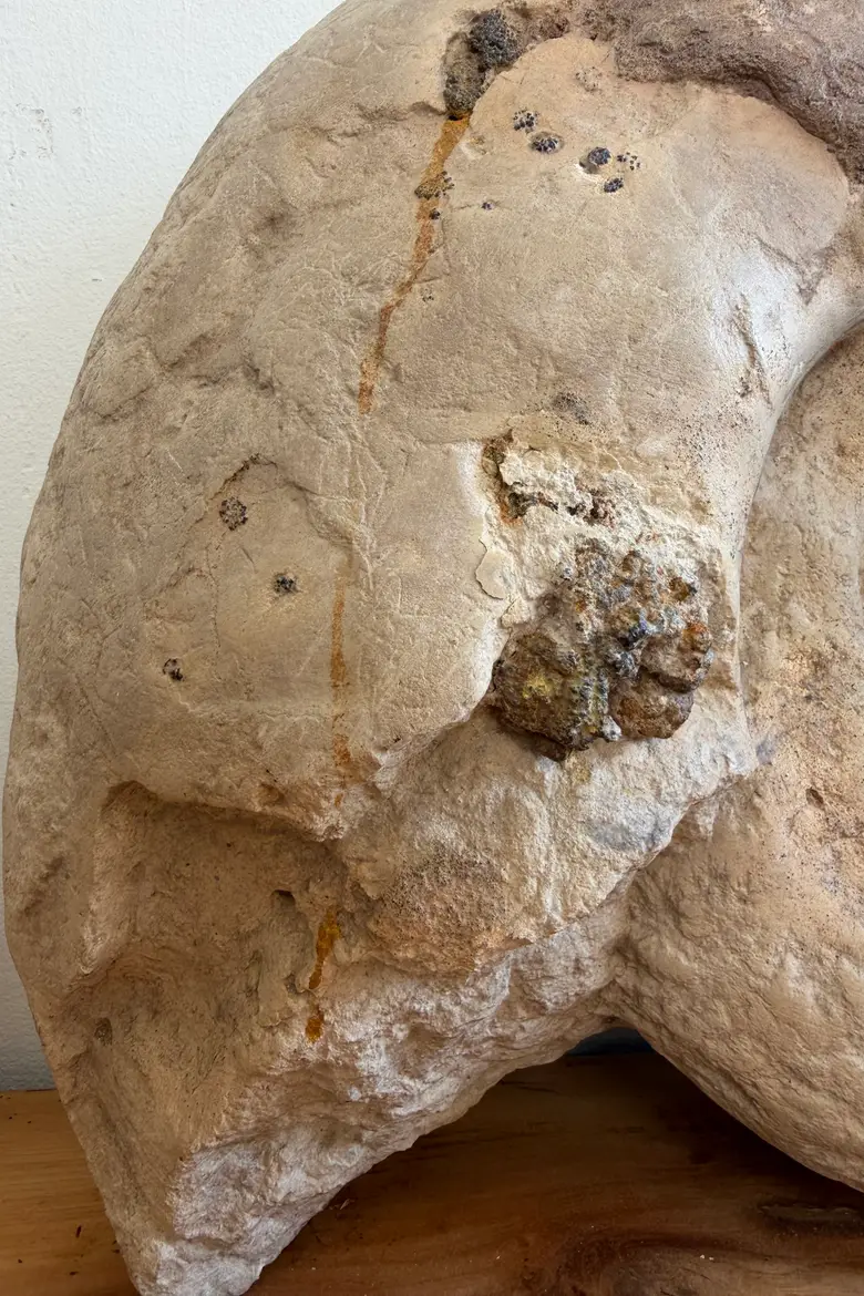 Grande ammonite fossilisée – Jurassique