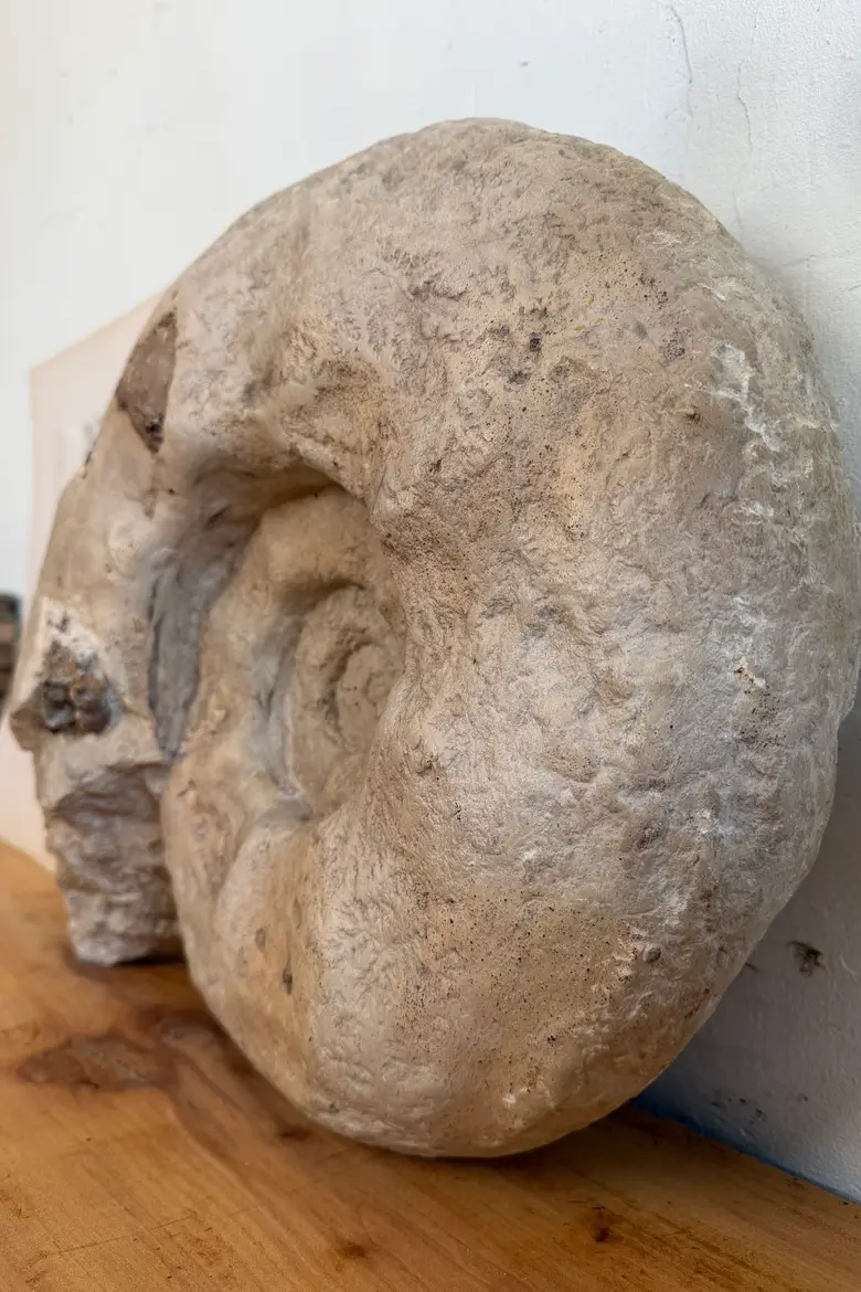 Grande ammonite fossilisée – Jurassique