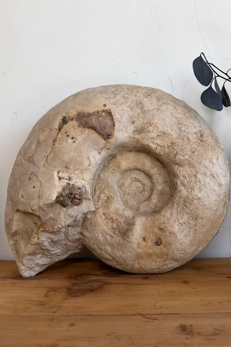 Grande ammonite fossilisée – Jurassique