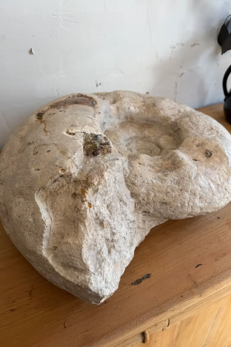 Grande ammonite fossilisée – Jurassique