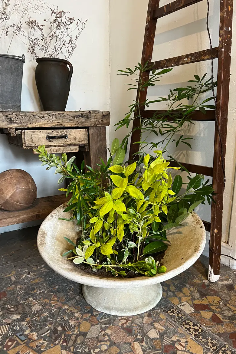 Jardinière Willy Guhl 1960