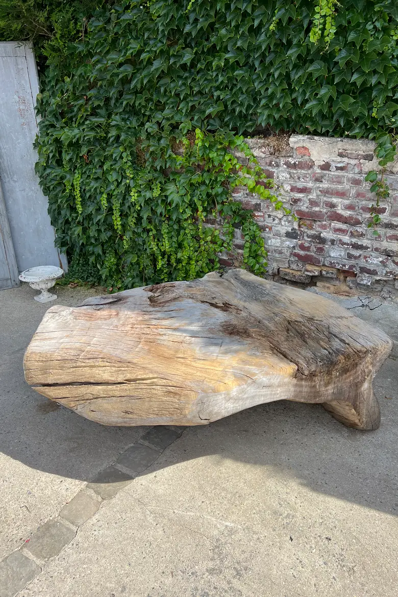Table basse en racine de Suar Début XXème